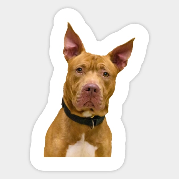 Adorable Brown Dog Sticker by StacyWhite